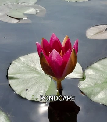 NYMPHAEA WATER LILY FROEBELLI RED DWARF ONLY £15.00 UK HARDY PLANT . HARDY UK GROWN 🇬🇧