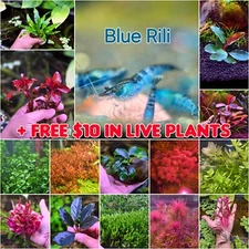 10+2 PLUS $10 Plants Blue Rili HIGH Grade Neocaridina Freshwater Shrimp Aquarium