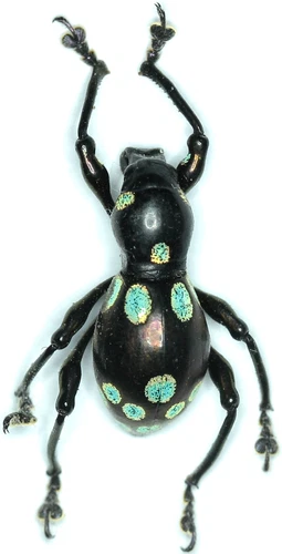 Pachyrhynchus species male 13mm AB99 Curculionidae