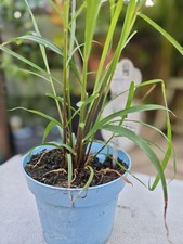 Lemon grass Lemongrass herb Large established plants  Citroenverbena Lippi