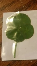REAL HAND PICKED 5 LEAF clover.