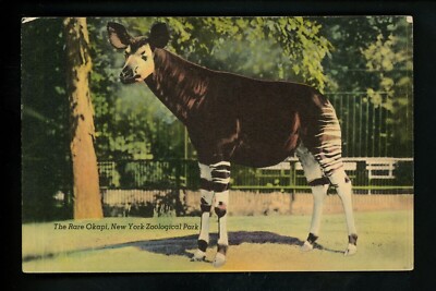 New York City NY postcard Zoological Park Official Zoo Rare Okapi linen 