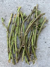 20 Rooted Sweet Potato Cutting Vines Orange Sweet Potato Ready To Plant