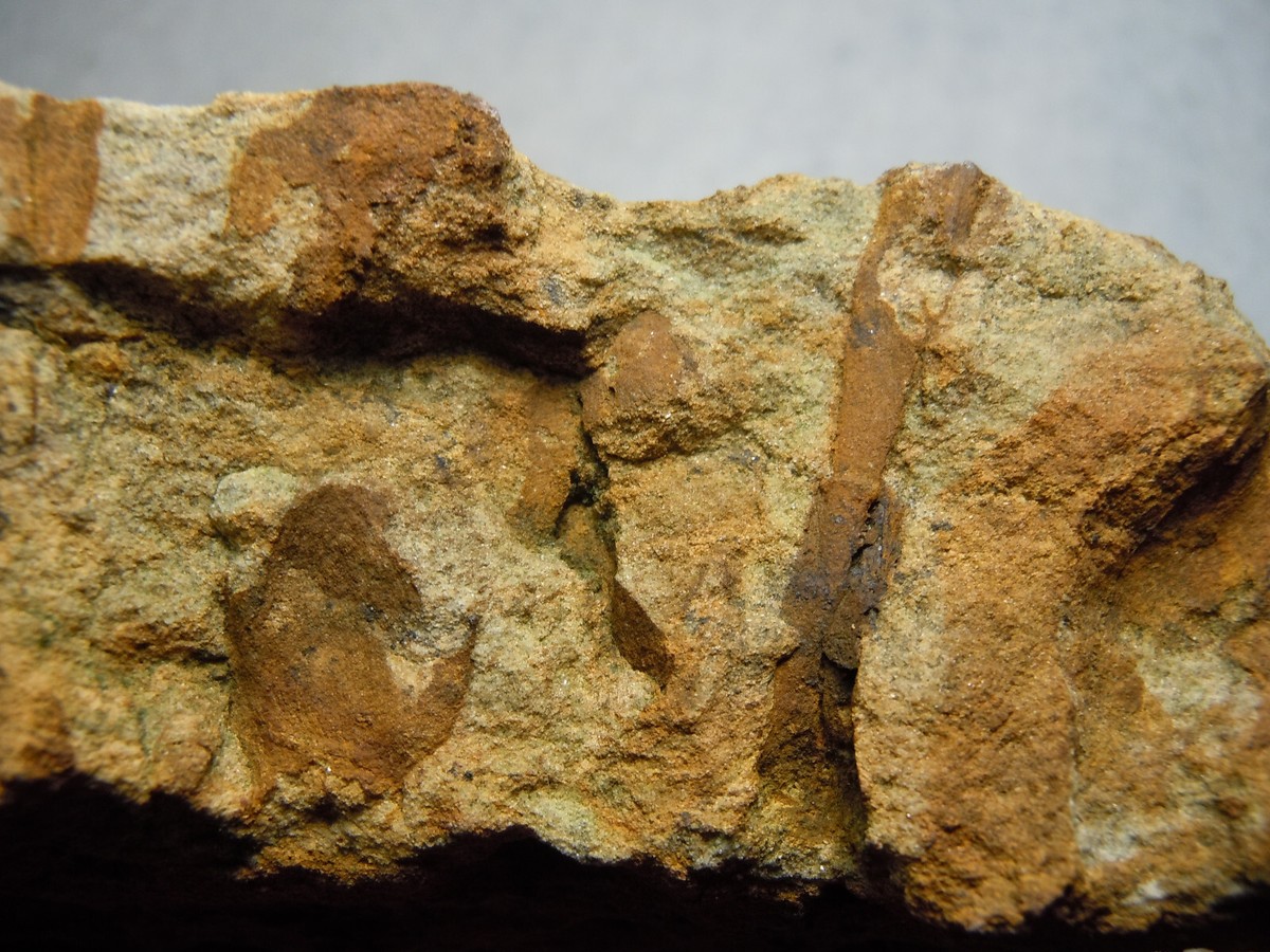 アメリカ購入品 金庫保管品 Root Fossil $_32.JPG?set_id=880000500F