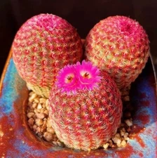 Multiple heads Echinocereus rigidissimus rubispinus Succulent cactus plants 