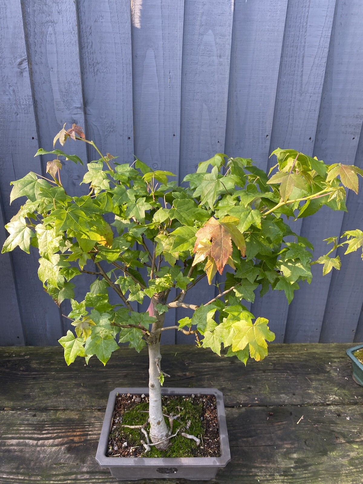 Bonsai Tree Californian sweet gum tree eBay