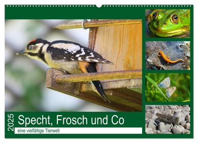 Specht, Frosch und Co - eine vielfältige Tierwelt (Wandkalender 2025 DIN A2 quer