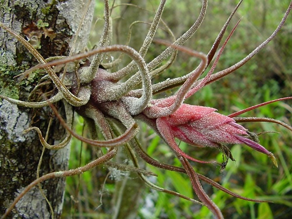 Tillandsia Pruinosa - Live air plant indoor house airplant