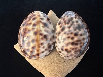 Gerda Lynggaard Monies Lightweight Oceanic Seashell Large Artistic Clip Earrings