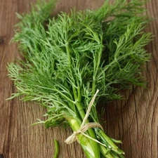 Bouquet Dill Seeds Non-GMO Heirloom Variety, Shipped With Tracking