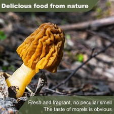 1oz Dried Wild Morel Mushrooms, Wild Morchellas USA Seller