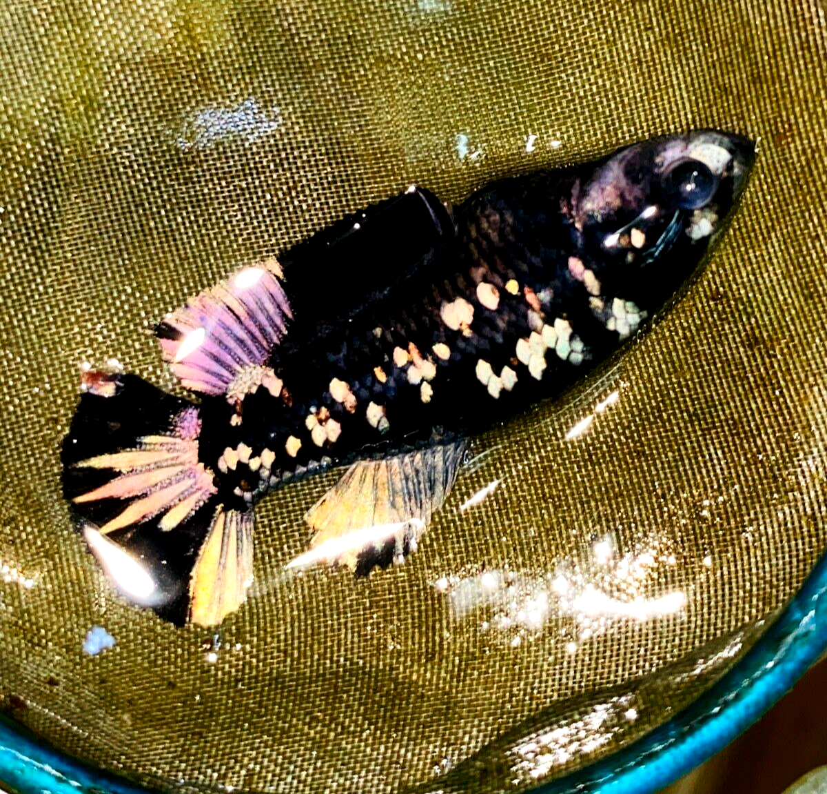 Live Betta Fish HMPK Avatar Nebula Copper Gold Galaxy Female#FM05 From Indonesia