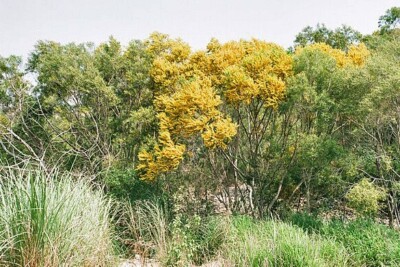 Acacia confusa | Small Philippine Acacia | 15 seeds | eBay