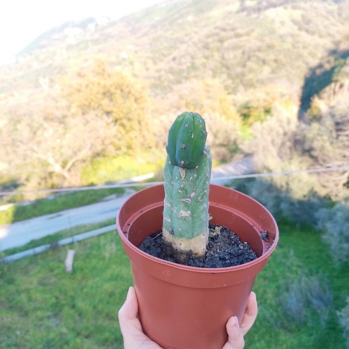 🏜 Vaso Ø 15cm MACROGONUS TorciaBOL. T. Cereus🌵San Spirit Pedro 🏜️+ Omaggio - Foto 5 di 10