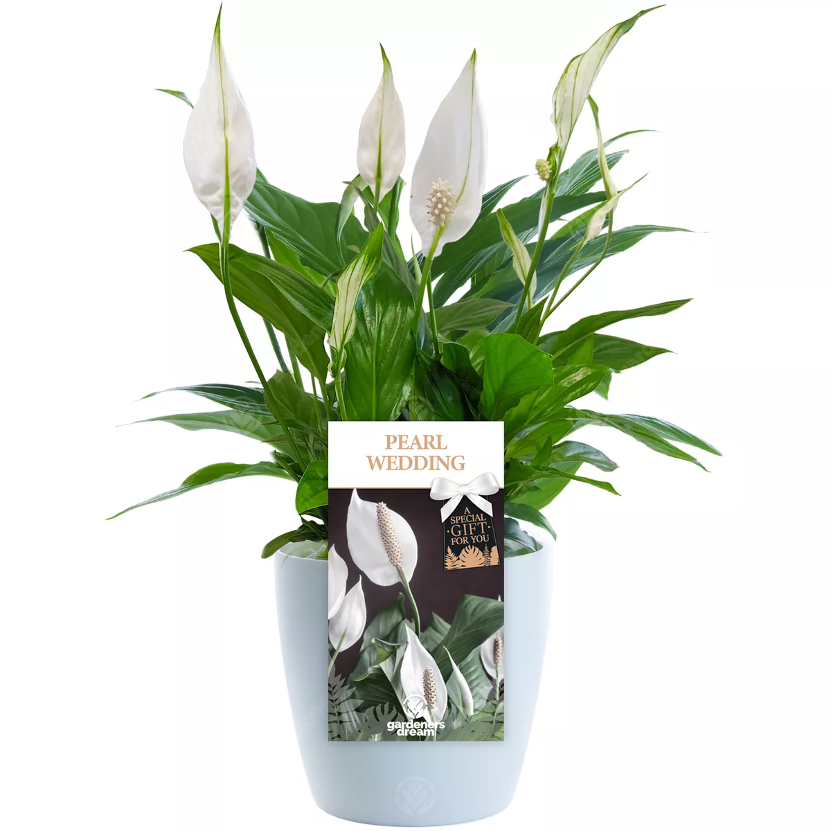 Pearl Wedding Peace Lily 30th Wedding Anniversary Gift Live