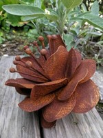 Edelrost Dotterblume Edelrostblume Metallblume Blume Rost Garten Metall