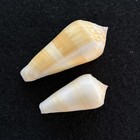 Paar Conus Consors - Singed Cone Shell - 50 & 70 mm - Philippinen