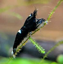 5 Black King Kong Extreme Shrimp (Caridina Sp.) +FREE 1.5 OZ SNOWFLAKE FOOD