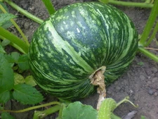 Japanese Kabocha 10+ Chinese Bitter Melon 10 + Fuzzy Melon 10
