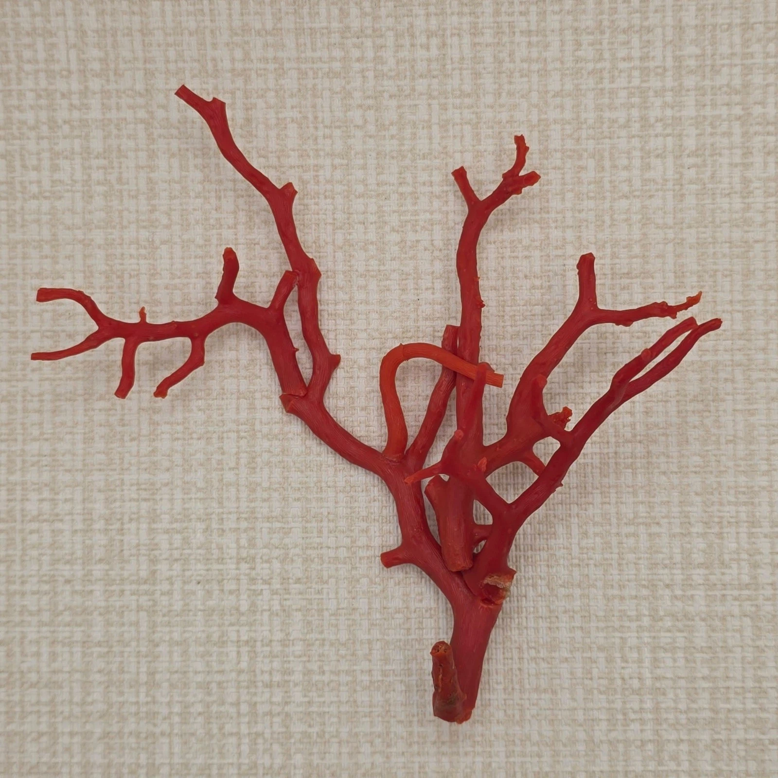 Natural Mediterranean Red Coral Branch Composition