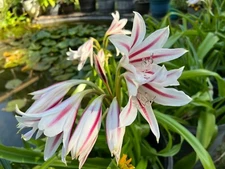 Crinum Lily, Scabrum  striped    (1)  Large, blooming-size bulb, 