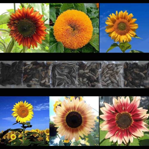 100+ SUNFLOWER RARE SEEDS MIX BEAUTIFUL FLOWERS BLOOMS MULTIPLE VARIETY GIANT US - Picture 1 of 6