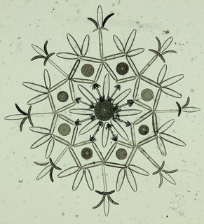 Antique microscope slide. "Rosette of Diatoms etc. 121 pieces".