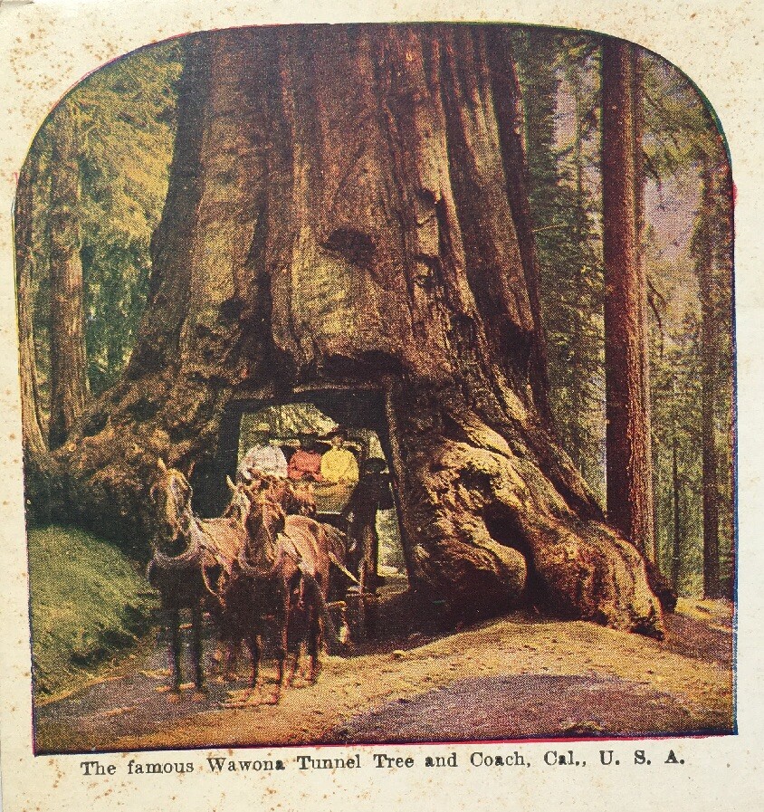 Wawona Tunnel Tree And Coach California Vintage Postcard C. 1907