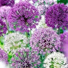 Allium Blend Purple Mixed Pack of Allium for Garden Landscaping