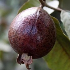 Semillas de guayaba australiana púrpura 250++ (Psidium guajava) para plantar