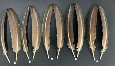 Black Shoulder Peacock wing feathers
