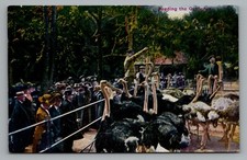 Ostrich Farm Feeding Demonstration Unposted Divided Back P.N.C. Postcard