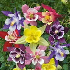 McKana Giant Mix Columbine Seeds | Non-GMO | Free Shipping | Seed Store | 1216