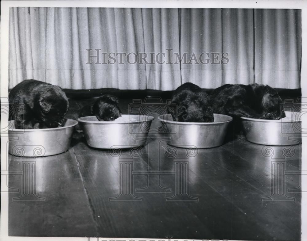 1960 Press Photo Golden retriever puppies at Humane Society in