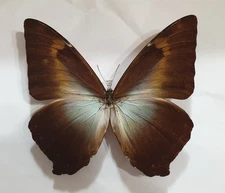 MORPHO CISSEIS GAHUA  MALE from PERU