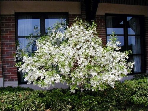 Chionanthus Virginicus Tree 10 Seeds, Hardy Fragrant Fringe, Grancy Greybeard - Picture 3 of 9
