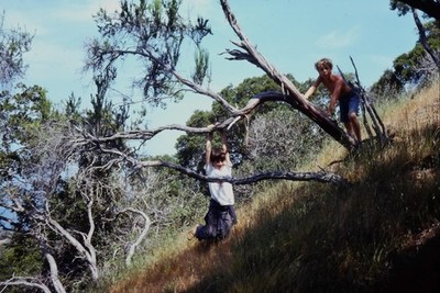 c1970's Kodachrome 35mm Slide, Boys Climbing Tree, Playtime Fun summer green