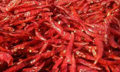 Jodhpuri Mathania Red Chilli Whole, Lal Mirch Sabut/ Best for Mutton 200 gms F/S