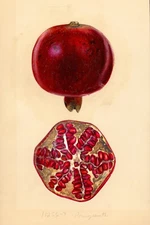 Fruit Postcard: Vintage Repro Print - Perfect Pomegranate