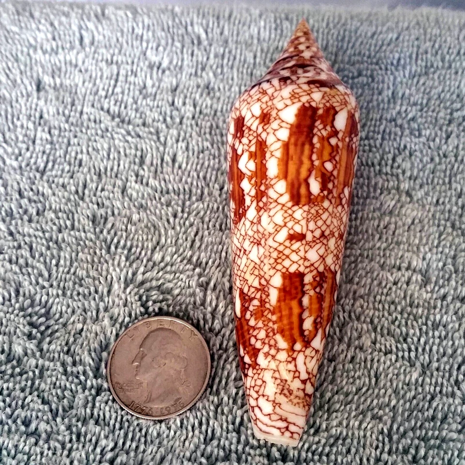 Conus Bengalensis #10 105.5mm ULTRA! GORGEOUS BEAUTY from Myanmar (Burma) - Image 2 of 4