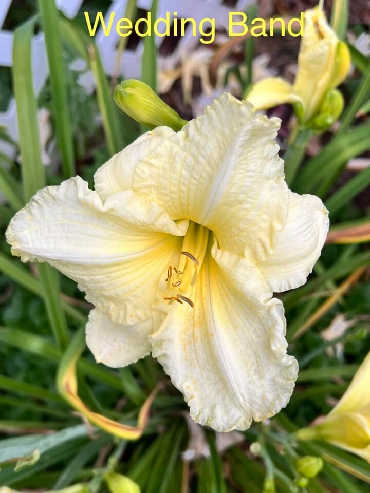 Daylily 'Wedding Band', Perennial, Rebloom, $10 Double fan-image