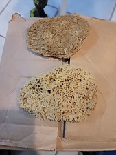 Natural Sea Sponges These Are These Really Thing Med.these Came From.the Ocean