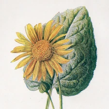 LEOPARD’S-BANE ANTIQUE BOTANICAL CHROMOLITHOGRAPH 1902 Original Print