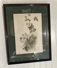 Antique Botanical Chromolithograph Framed 13x16, Dark Wood Frame