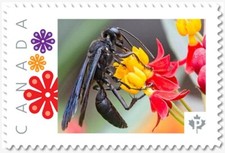 BLACK WASP ** Picture Postage stamp MNH Canada 2019 p19-02-sn26