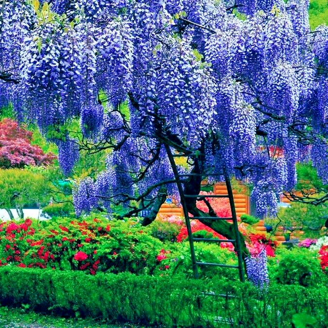 5 Chinese Blue Wisteria sinensis Tree Seeds Fast Climber 5 Chinese Blue Wisteria sinensis Tree Seeds Fast Climber
