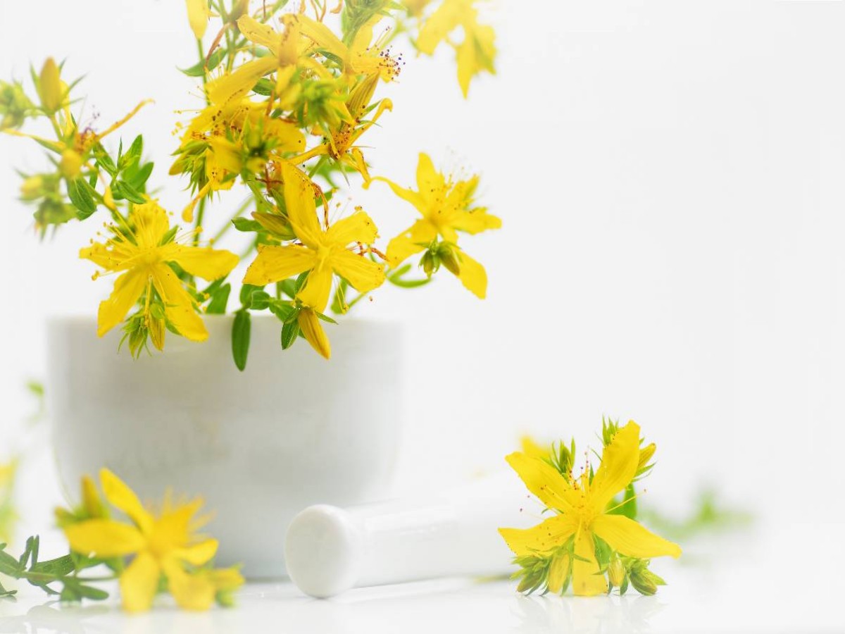CALVENDO Puzzle Hypericum perforatum; St. John's wort | 1000 pieces ...