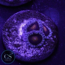 CS MARY JANE ZOA - WYSIWYG LIVE CORAL