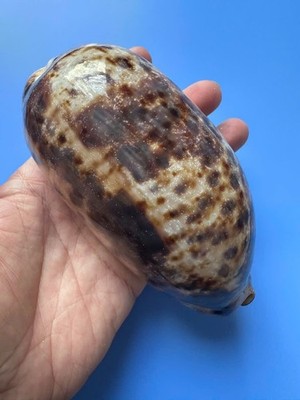 134.5mm | Cypraea Testudinaria  | F+++| GIANT size | Beautiful shell