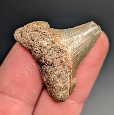 #ad Beautiful Angustiden Shark Tooth South Carolina Quality Fossil $24.00